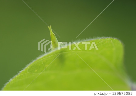 アサガオの葉とバッタの赤ちゃん アサガオの葉とバッタの赤ちゃん 129675083