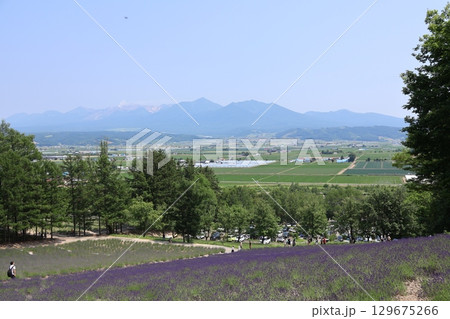 ラベンダー畑の彼方に広がる富良野盆地の田園風景と十勝岳連峰 ラベンダー畑の彼方に広がる富良野盆地の田園風景と十勝岳連峰 129675266