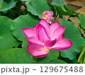 ピンクの蓮の花 129675488