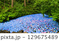 アジサイの池 129675489