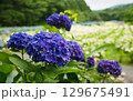 ムラサキのアジサイ 129675491