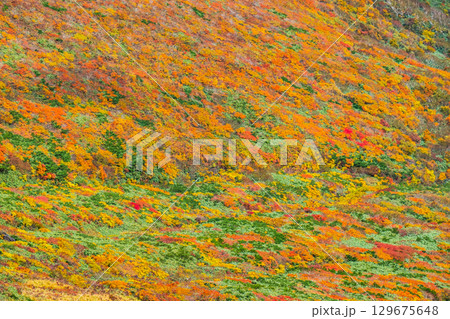 栗駒山の紅葉(神の絨毯) 栗駒山の紅葉(神の絨毯) 129675648