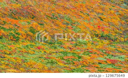 栗駒山の紅葉（神の絨毯） 129675649