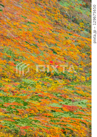 栗駒山の紅葉（神の絨毯） 129675650