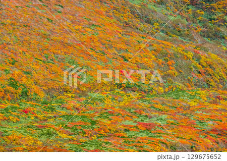 栗駒山の紅葉（神の絨毯） 129675652