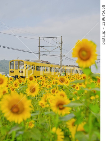 ひまわり畑を行く近江鉄道　イエロー車輌 129675658