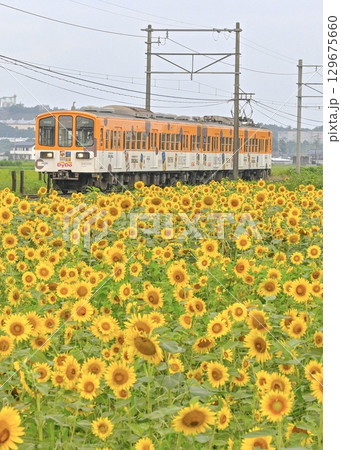 ひまわり畑を行く、近江鉄道ラッピング車輌 129675660