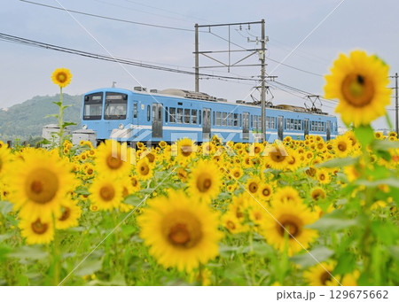 大小のひまわり畑を行く近江鉄道の青電 129675662
