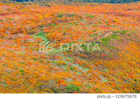 栗駒山の紅葉（神の絨毯） 129675678