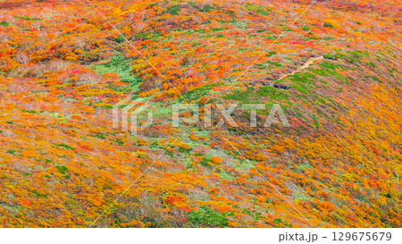 栗駒山の紅葉（神の絨毯） 129675679