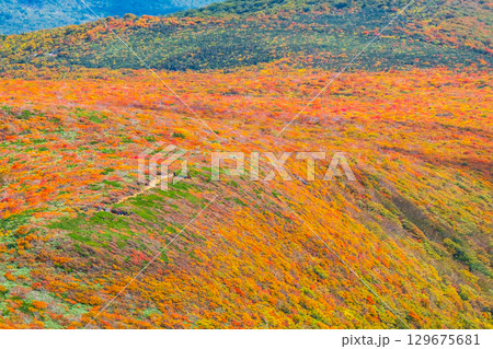 栗駒山の紅葉（神の絨毯） 129675681