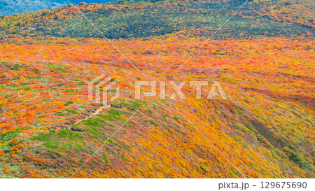 栗駒山の紅葉（神の絨毯） 129675690