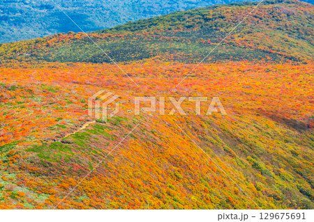 栗駒山の紅葉（神の絨毯） 129675691