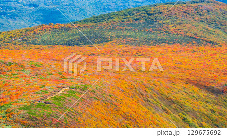 栗駒山の紅葉（神の絨毯） 129675692