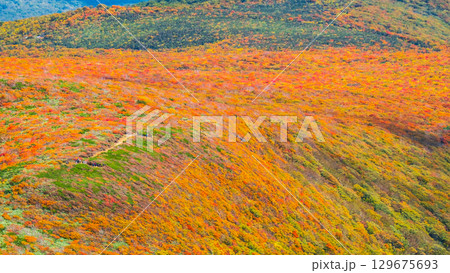 栗駒山の紅葉（神の絨毯） 129675693