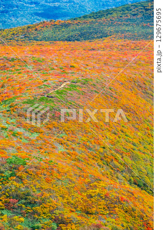 栗駒山の紅葉（神の絨毯） 129675695