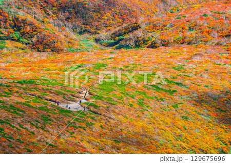 栗駒山の紅葉（神の絨毯） 129675696