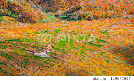 栗駒山の紅葉（神の絨毯） 129675697
