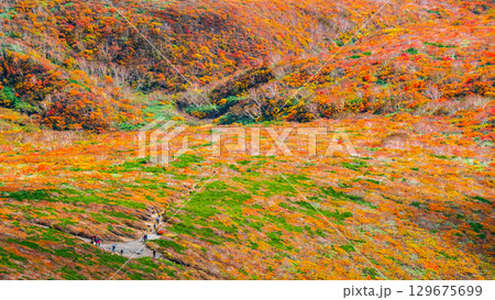 栗駒山の紅葉（神の絨毯） 129675699