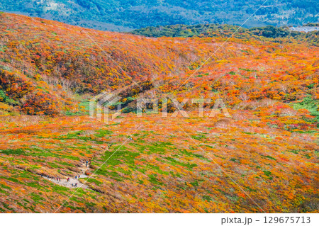栗駒山の紅葉（神の絨毯） 129675713