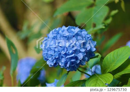 青い紫陽花 129675730