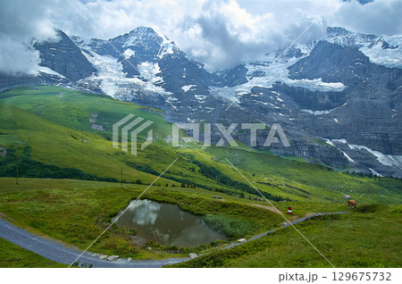 スイス　アルプスを眺める道には放牧された牛も自由に歩く 129675732