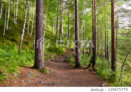 A path in the forest on a summer morning.  129675779