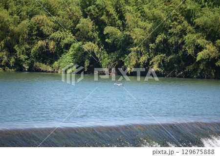 岩熊井堰に舞うサギ　 129675888