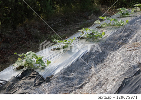 酷暑のカボチャ畑、朝 酷暑のカボチャ畑、朝 129675971