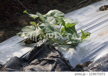 酷暑のカボチャ畑、朝 129675972