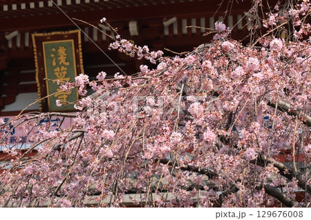 春の訪れを告げる満開の桜 日本の春 春の訪れを告げる満開の桜 日本の春 129676008