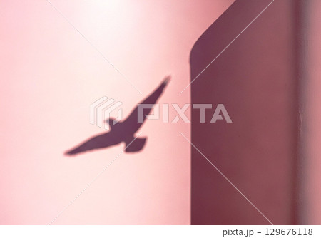 Bird Shadow on Pink Wall Minimalist Nature Photography 129676118