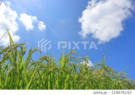 夏の稲穂と青空　1 129676282