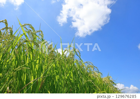 夏の稲穂と青空　3 129676285