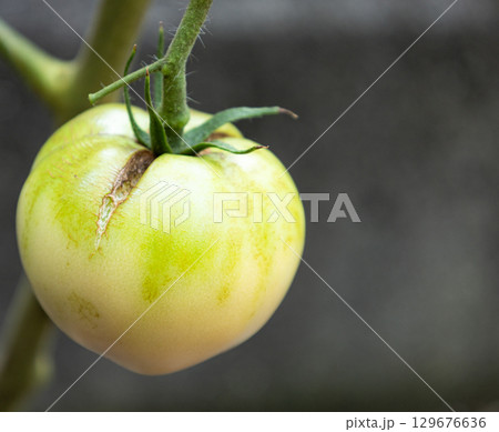 裂果してしまった家庭菜園のトマト 129676636