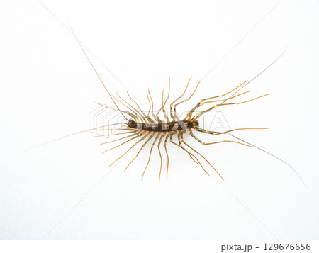 ゲジ ゲジ 129676656