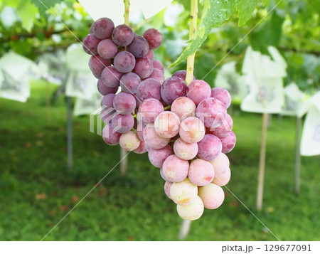 熟れ始めの葡萄の実　ピオーネ　巨峰 129677091