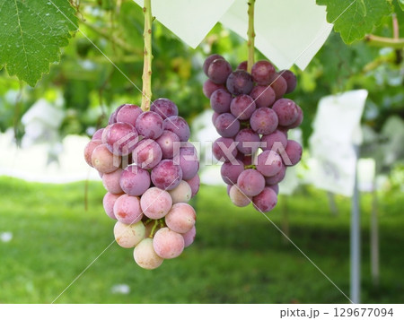 熟れ始めの葡萄の実　ピオーネ　巨峰 129677094