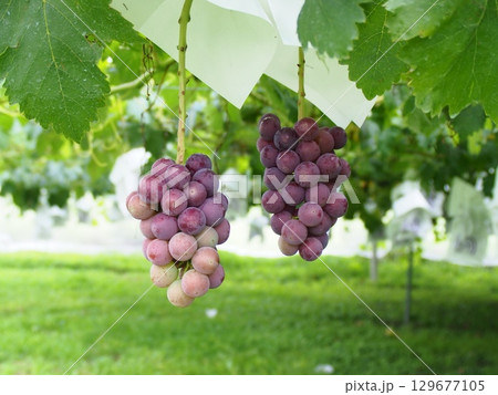 熟れ始めの葡萄の実　ピオーネ　巨峰 129677105