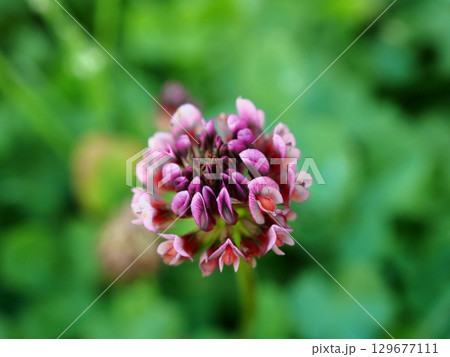 初夏の荒川河川敷に咲くモモイロシロツメクサのピンクの花 129677111