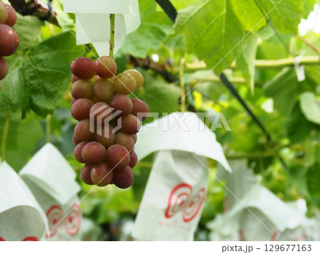 ぶどう棚に実った熟し始めのぶどう　クイーンルージュ 129677163