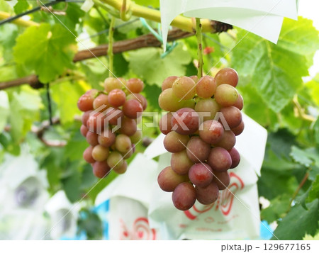 ぶどう棚に実った熟し始めのぶどう　クイーンルージュ 129677165