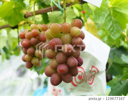 ぶどう棚に実った熟し始めのぶどう　クイーンルージュ 129677167