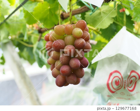 ぶどう棚に実った熟し始めのぶどう クイーンルージュ ぶどう棚に実った熟し始めのぶどう クイーンルージュ 129677168