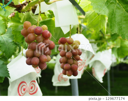 ぶどう棚に実った熟し始めのぶどう クイーンルージュ ぶどう棚に実った熟し始めのぶどう クイーンルージュ 129677174