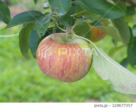 高密植栽培のリンゴの木になっている、熟し始めのりんご、シナノリップ 129677357