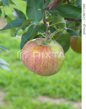 高密植栽培のリンゴの木になっている、熟し始めのりんご、シナノリップ 129677360