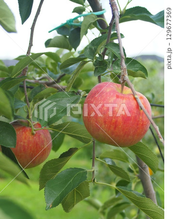 高密植栽培のリンゴの木になっている、熟し始めのりんご、シナノリップ 高密植栽培のリンゴの木になっている、熟し始めのりんご、シナノリップ 129677369