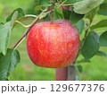 高密植栽培のリンゴの木になっている、熟し始めのりんご、シナノリップ 129677376