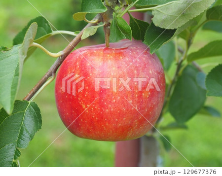 高密植栽培のリンゴの木になっている、熟し始めのりんご、シナノリップ 高密植栽培のリンゴの木になっている、熟し始めのりんご、シナノリップ 129677376